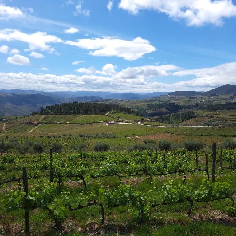 Quinta Soutelinho in Sabrosa